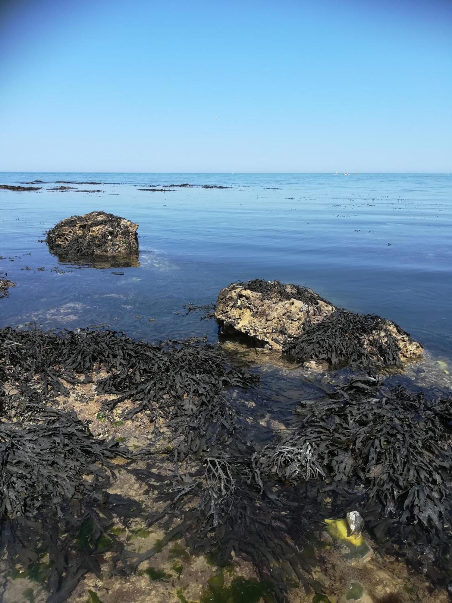 Le Costa Rica En Bord De Mer Villa Fécamp Eksteriør bilde
